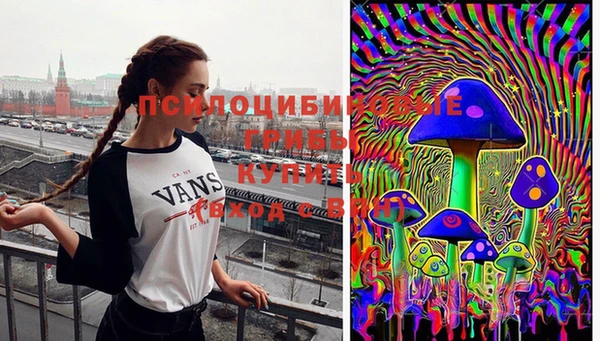 сатива Аркадак